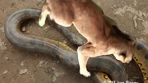 Anaconda snake vs Jaguar. Python vs lion Animal Attacks Wildlife video