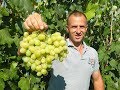 Сверхранние сорта винограда. Сезон 2017. Часть 2.  (Over the early varieties of grapes. 2017_2)