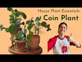 Pilea peperomioides  complete care  houseplant basics  how to grow well chinese money plant