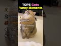 TOP5 Cats Funny Moments