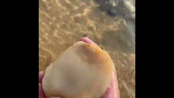 Fishing video |CONCH , The Super Food of the Sea!   #shorts #fishing #finshingvideo