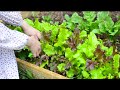 Growing Vegetables In A Small City Garden | Joy Of Simple Living