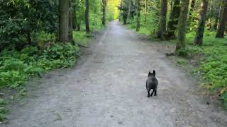 Blue Staffy And Frenchie On A Evening Walk