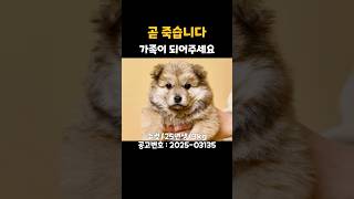 안락사 전, 유기견들의 가족이 되어주세요 #shorts