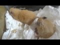 交尾している ハムスター
