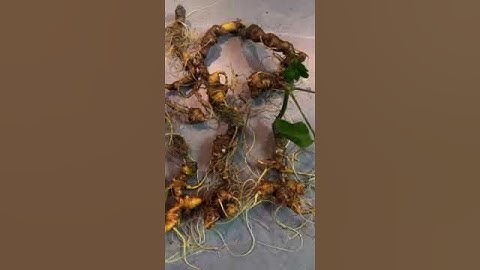 #sâm_ngọc_linh 450g/10 củ sâm rừng chuẩn gen hàng hiếm, toàn củ già năm 43tr. #sâm_ngọc_linh_rừng