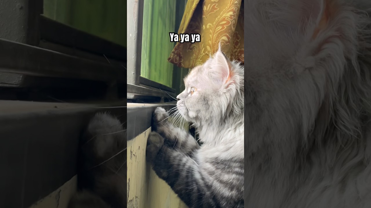 Her every routine😸