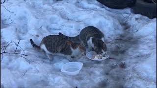 Коты-кошки Брошенные, бездомные и просто несчастные. by Мой любимый город-для Вас! 51 views 2 months ago 1 minute, 21 seconds