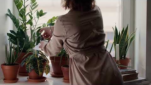 Tất tật về cây lưỡi hổ? Cách chăm sóc cây lưỡi hổ? Ý nghĩa phong thuỷ