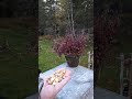 Chickadee frenzy