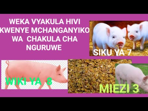 Video: Kwa nini nguruwe hula chakula kidogo?