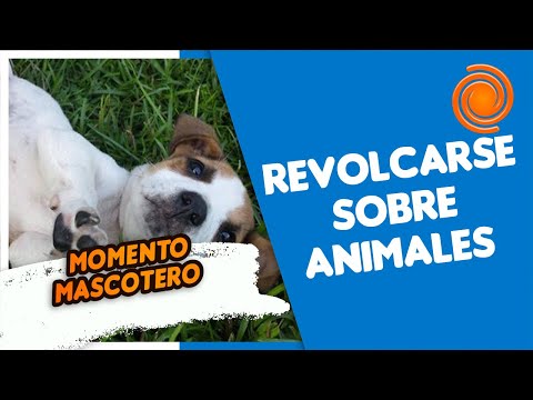 Momento mascotero: ¿Por qué los perros se revuelcan sobre animales muertos? hqdefault