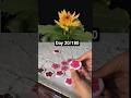 let's bloom resin flowers like natural flowers |