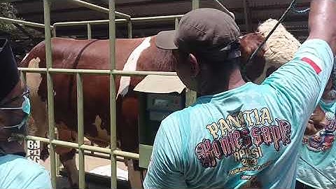 Penimbangan sapi kelas P 1 Kontes Sapi Appsi tulungagung