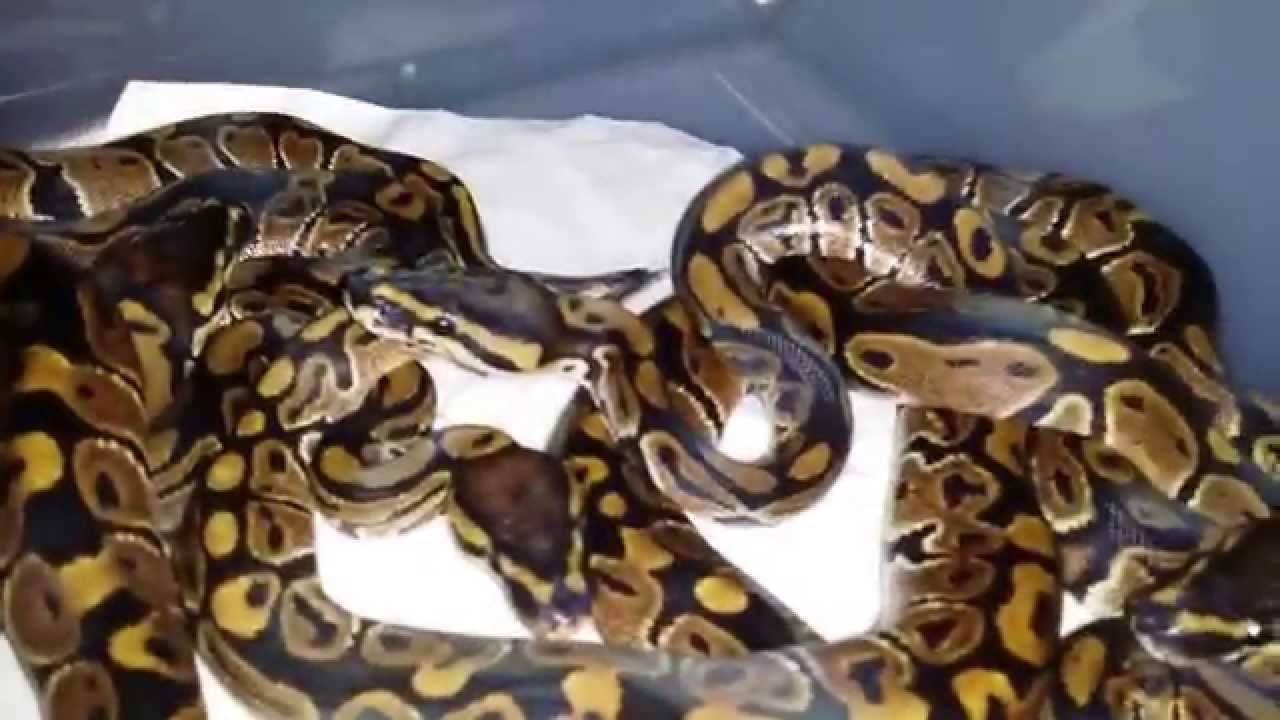 geckos food Update on the babies 07/13/14