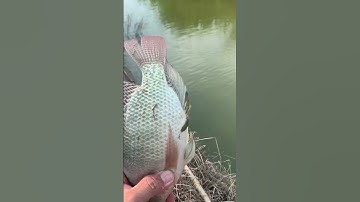 Cá rô phi đồng to thế này mà rán giòn thì hết nước chấm💥🥰😎#kichca #kíchcábamiền