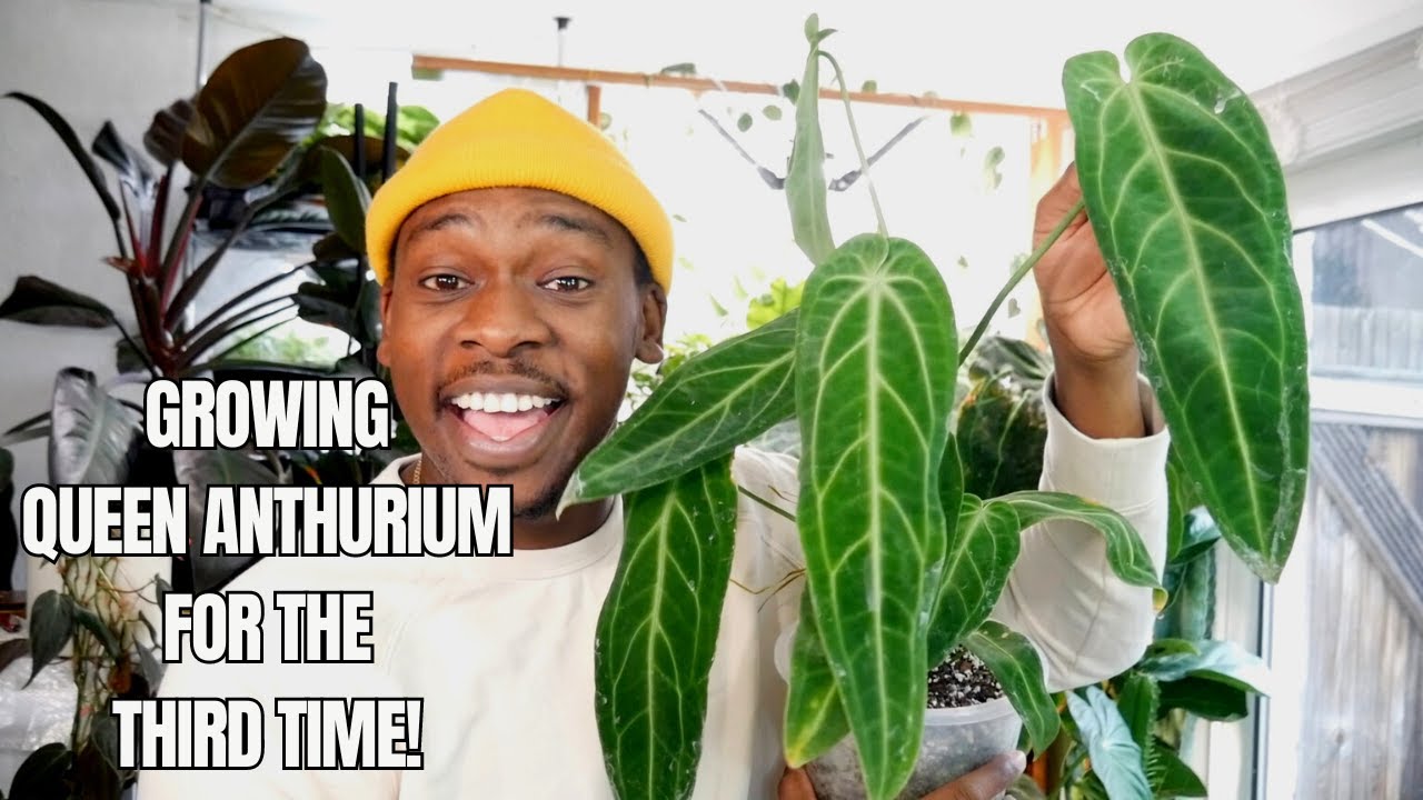 Queen Anthurium SIX Month Update