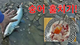 숭어회무침