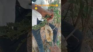 yeh ki khayala desi 🍯 Honey #viralvideo #funny #facts #cricketlover