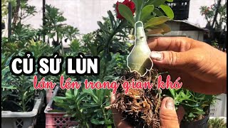 NHỮNG CỦ SỨ LÙN CỐ GẮNG LỚN LÊN TRONG GIAN KHÓ | HOA SỨ HÔM NAY #0904380103 #332