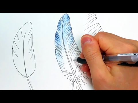 鳥の羽 ペン画と色鉛筆の絵の描き方簡単イラスト Youtube