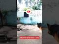 परिंदा भी पर नहीं मार सकता - सत्य। #germanshepheard #spfamilyvlog #hunting