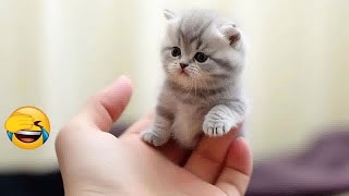 New Funny Animals😻🐶Best Funny Dogs and Cats Videos Of The Week🤣#14