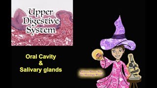 Upper Digestive System: Oral Cavity and Salivary Glands screenshot 4