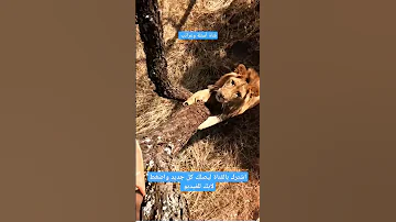 هجوم الأسد على الإنسان غرائب حيوانات الحيوانات البرية الأسود الحياة البرية عالم الحيوان عجیب 