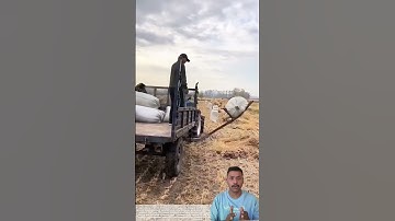 Smart Farming Efficiency: How Mechanized Loading Boosts Productivity #shortsfeed #shorts #trending