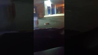 Cute Skunk Was Ready To Fight And Fart Lol