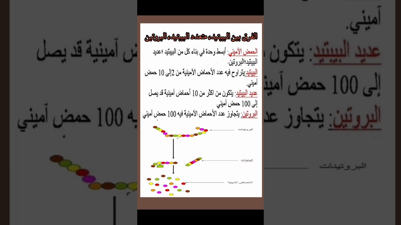 الفرق بين البيبتيد، متعدد البيبتيد، البروتين رابعة متوسط