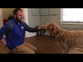 Helping a Dog Get Over a Fear of the Collar with a Conditioned Emotional Response (CER)