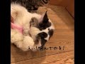 ハピネスペット部 猫舌とろん