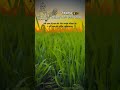 happy new year farmas #farmlife #newyear2026 #shortvideo #trendingshorts