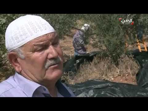 محصول زيتون فلسطين يتراجع للنصف