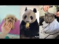 Try Not to Laugh These Pets and Animals #1