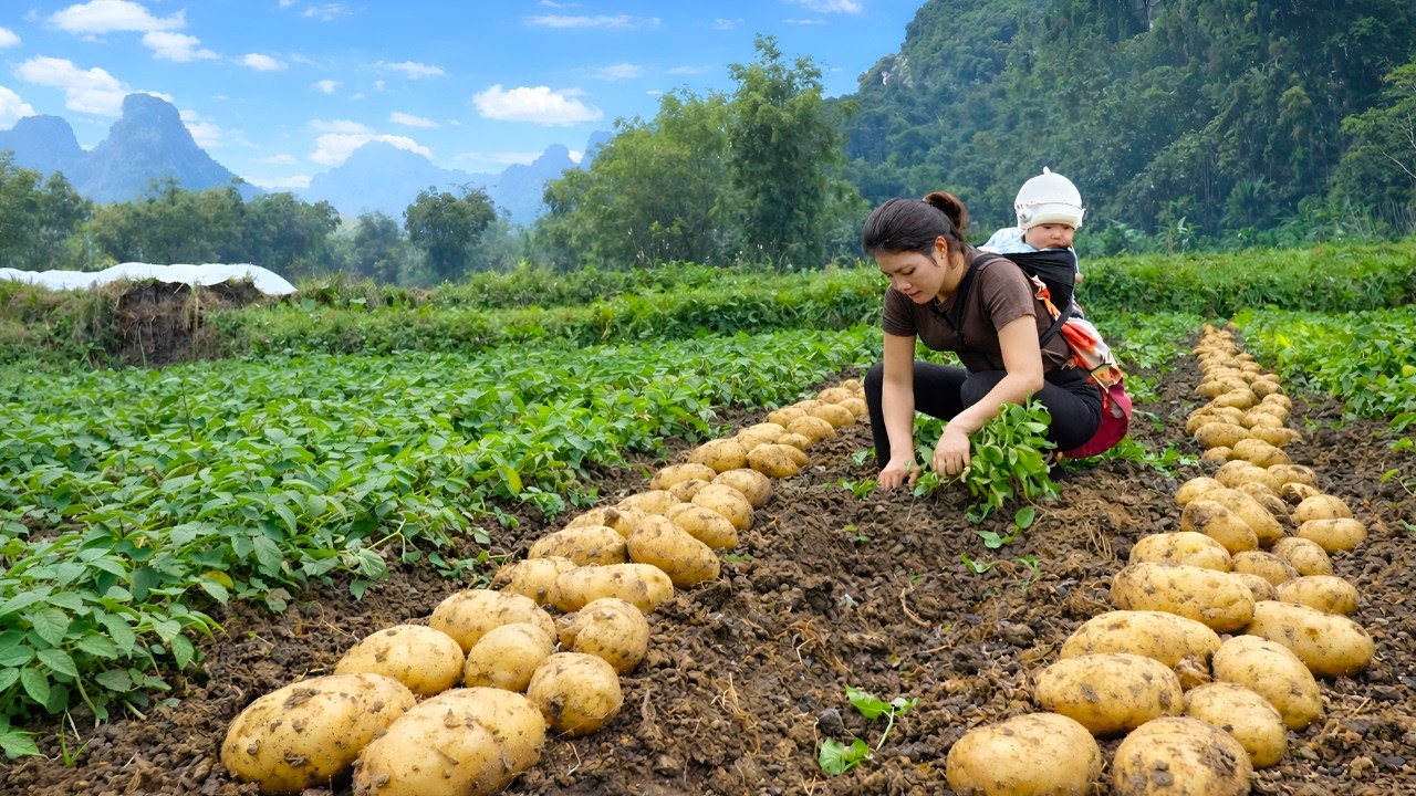 Harvesting potatoes and cucumbers to sell at the market - Joyful to receive new clothes