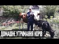 Як живуть корови в Україні, наводимо порядки доробляємо сарай...