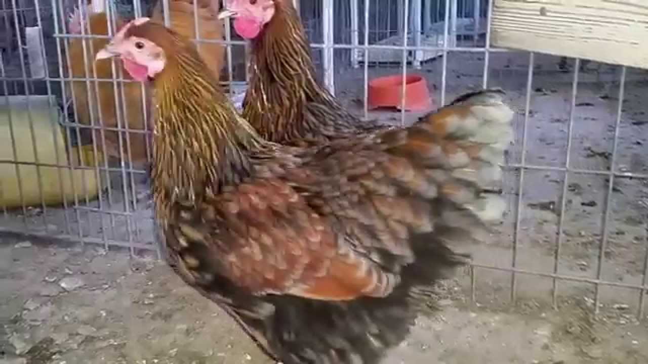 camera iphone 8 plus apk Young Wyandotte chickens