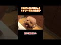 これが人気犬種No.1トイプードル?