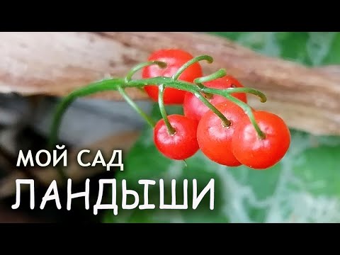 ЛАНДЫШИ семена ОСЕНЬ