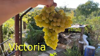 Prezentare Strugure De Masa Soiul Victoria