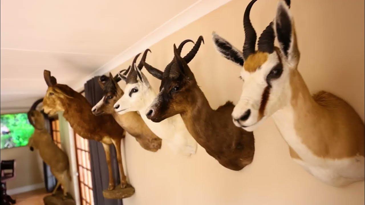 South Africa Safari YouTube