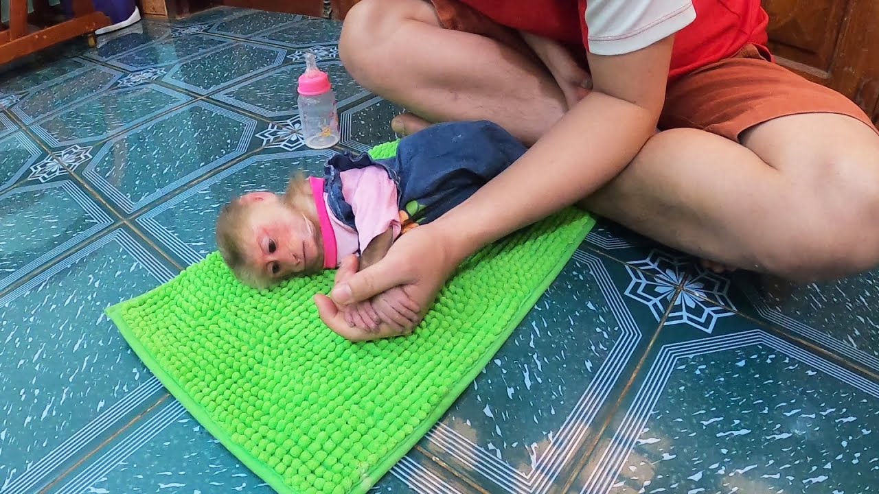 The last time Rosi monkey was trained by Dad