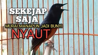 PANCINGAN MURAI BATU biar Emosi lawan jadi NYAUT BUNYI GACOR BONGKAR materi ISIAN 