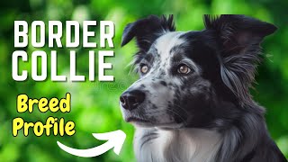 Border Collie Breed Profile | EVERYTHING You Need To Know About This Amazing Dog Breed | Pet Insider by Pet Insider 133 views 9 months ago 7 minutes, 59 seconds