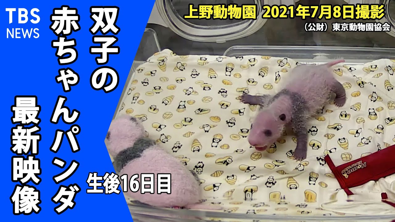 パンダさま確認ページ♡ 最新映像】上野動物園双子のパンダ 性別判明！（7月8日撮影） - YouTube