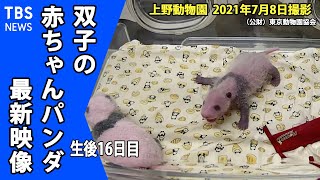 【最新映像】上野動物園双子のパンダ 性別判明！（７月８日撮影）