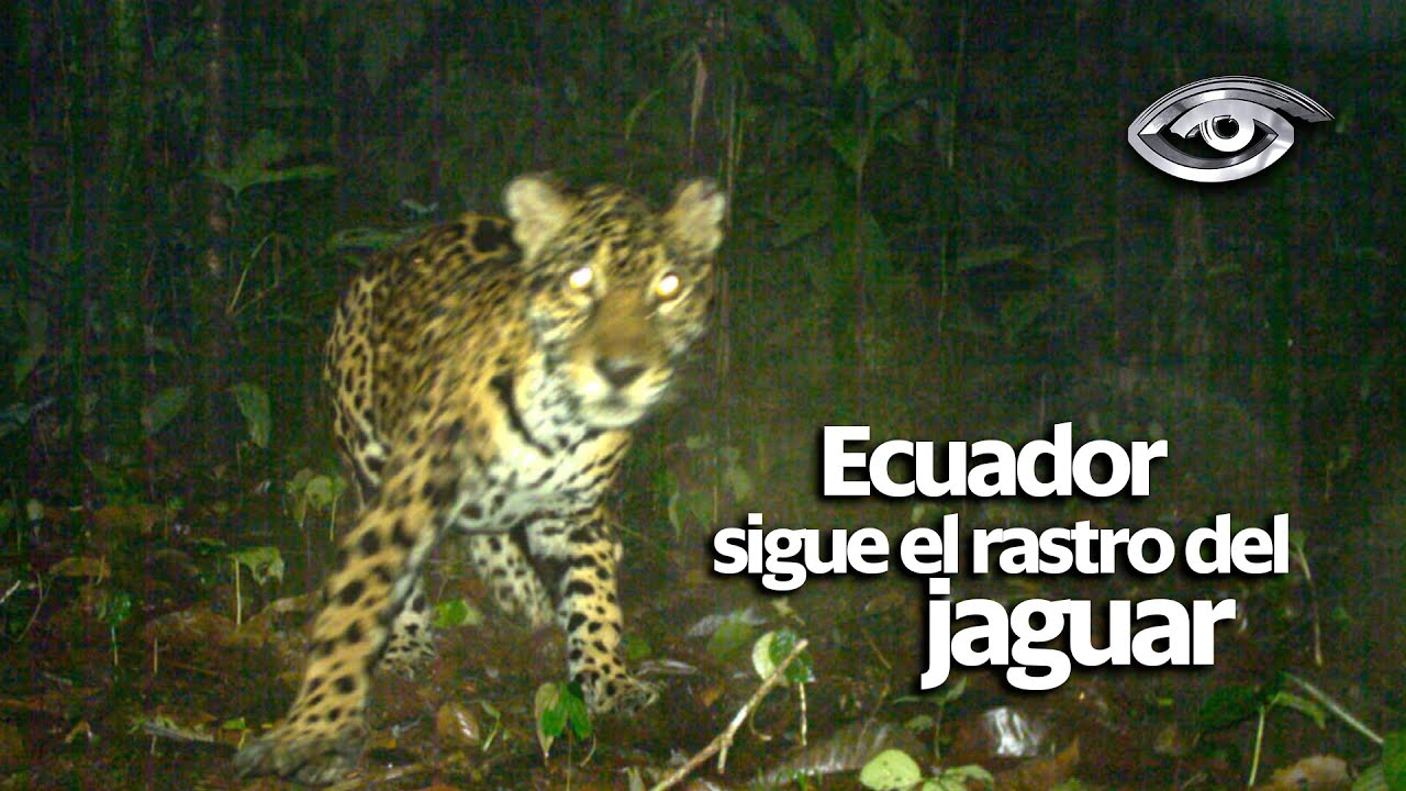 Ecuador sigue el rastro del jaguar - Día a Día - Teleamazonas